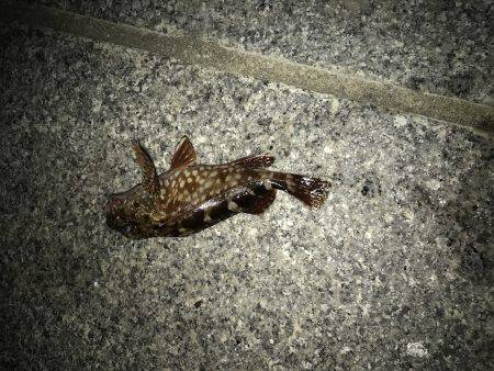 エギングのちアジング