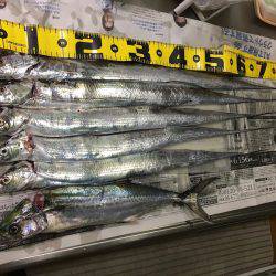 ワインド、FLAPでタチウオ