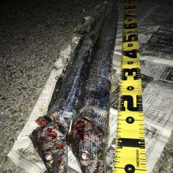 ワインドで良型ゲット