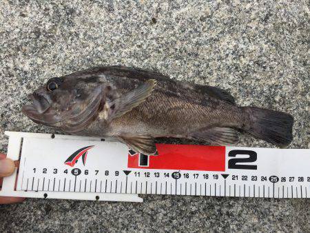 穴釣り ロックフィッシュ