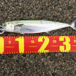 ショアジギング