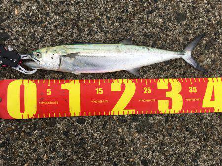 ショアジギング