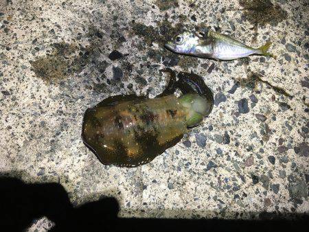 今シーズン初のヤエン