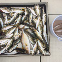 アジ、カンパチ