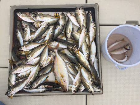 アジ、カンパチ