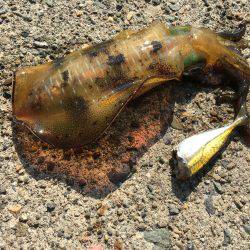 1泊2日の釣行 1日目