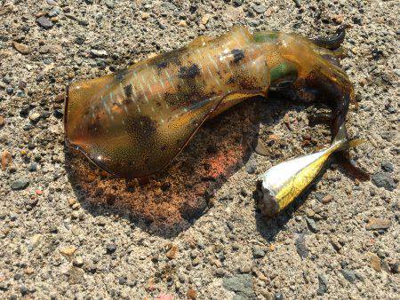 1泊2日の釣行 1日目