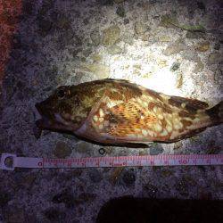 ぶらりアジング