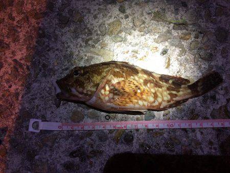 ぶらりアジング