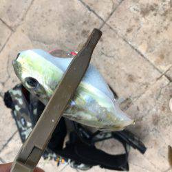 ツバスからのエソ祭り