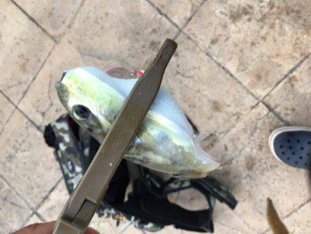 ツバスからのエソ祭り