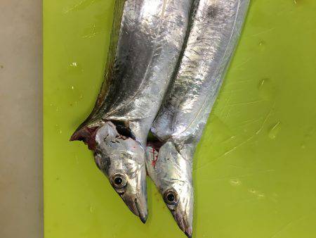 今シーズン初太刀魚