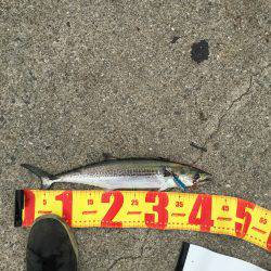 ポーアイ北公園でサゴシ×4、ダツ、タチウオ