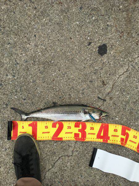 ポーアイ北公園でサゴシ×4、ダツ、タチウオ