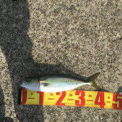 ポーアイ北公園でハマチ40センチ