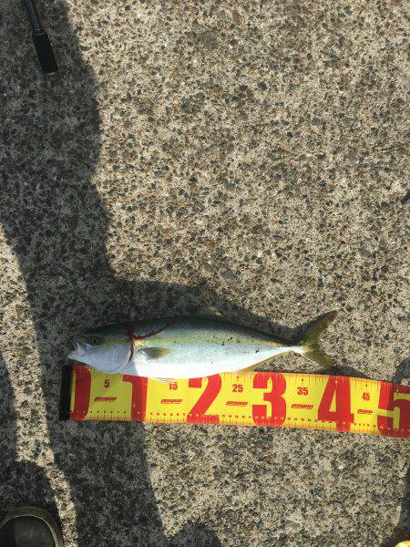 ポーアイ北公園でハマチ40センチ