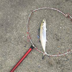 ポーアイ北公園、昼からでも青物！