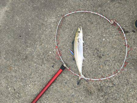 ポーアイ北公園、昼からでも青物！