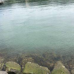 新子さんいらっしゃい♪