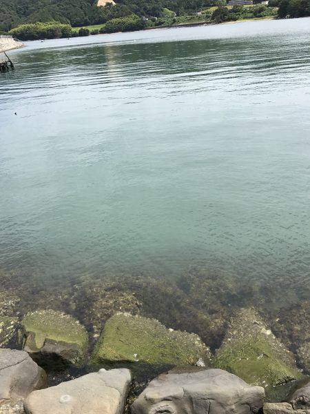 新子さんいらっしゃい♪