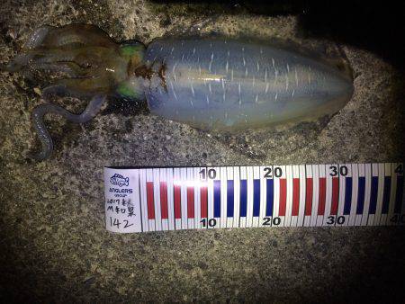 久しぶりの釣行