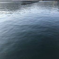 タチウオもアオリもダメでした