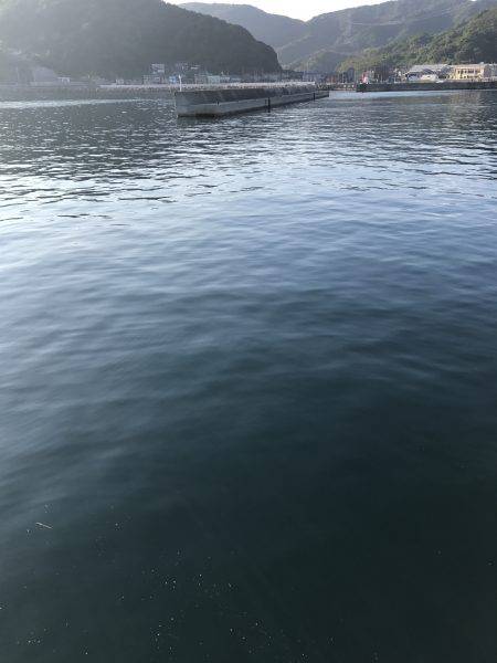 タチウオもアオリもダメでした