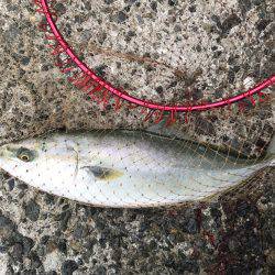 ハマチ・タチウオ