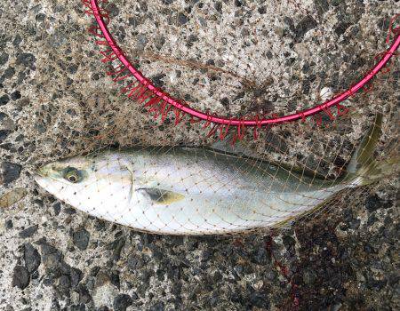 ハマチ・タチウオ