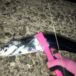 ハマチ・タチウオ