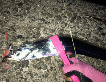 ハマチ・タチウオ