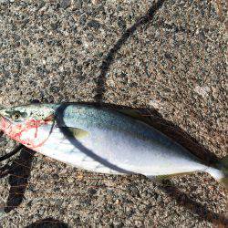 ハマチ・サゴシ・シーバス