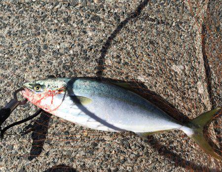 ハマチ・サゴシ・シーバス