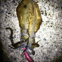 サイズ大きくなってきました