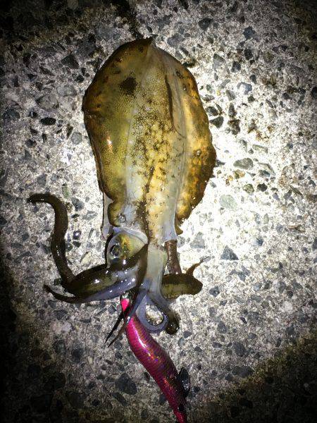 サイズ大きくなってきました