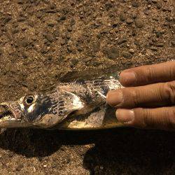 タチウオ時々エギング