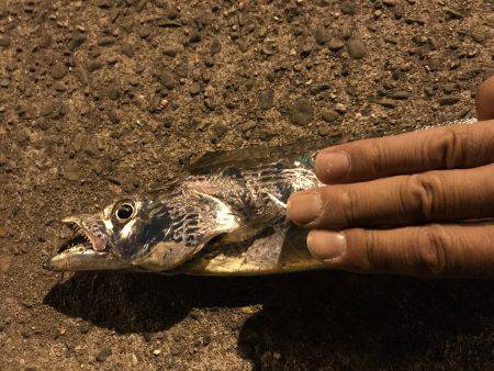 タチウオ時々エギング