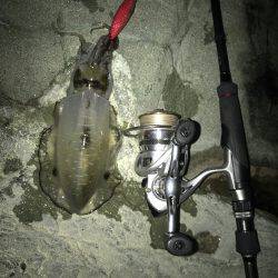 ナイトエギング