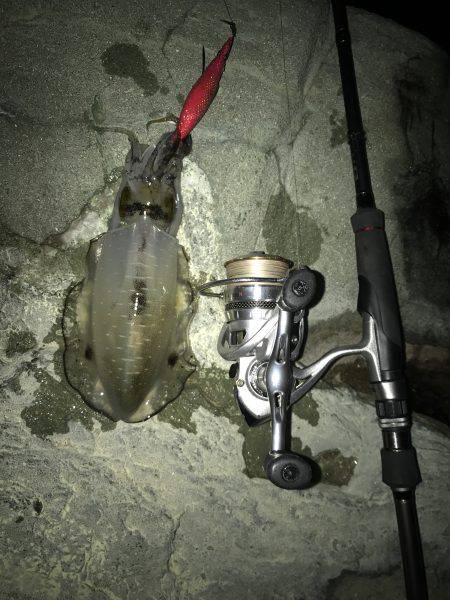 ナイトエギング