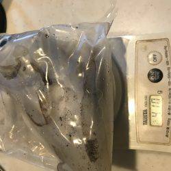 アオリ・タチウオ