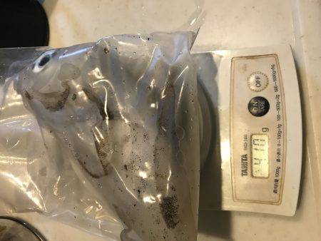 アオリ・タチウオ