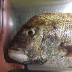 ウチノ海イカダで驚愕の大物