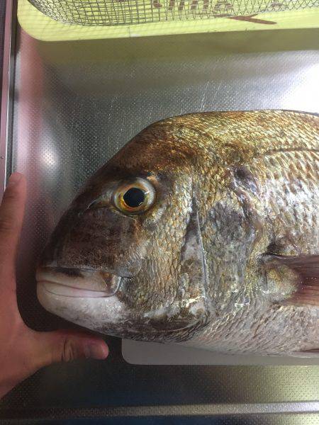 ウチノ海イカダで驚愕の大物