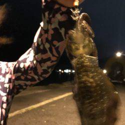今夜も新子釣り
