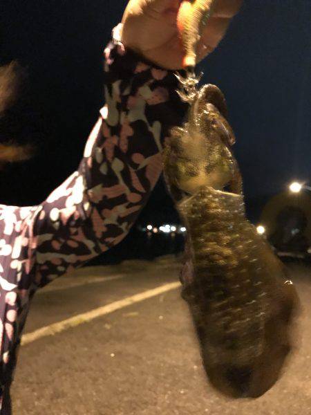 今夜も新子釣り