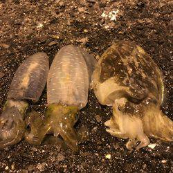 アオリイカ 新子