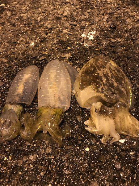 アオリイカ 新子