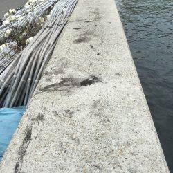 雨予報の中アオリイカ