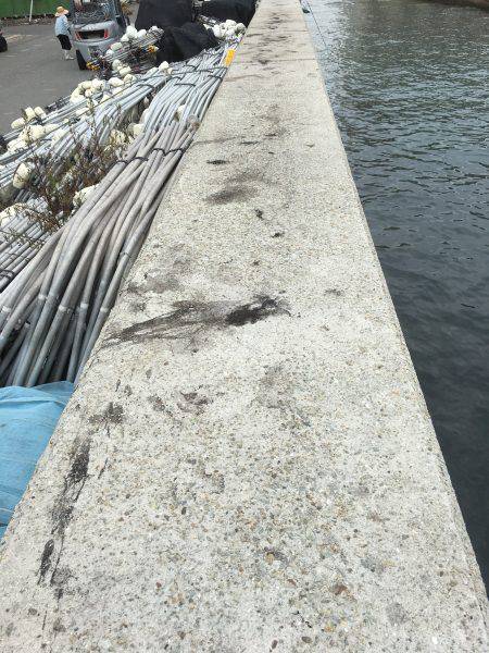 雨予報の中アオリイカ