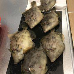 イカからのカワハギ